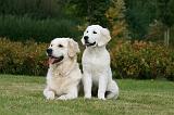 GOLDEN RETRIEVER 921